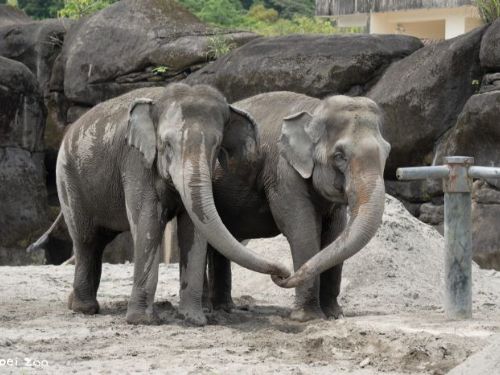 亞洲象、非洲象世紀當鄰居！友愷友信搬新家，與千惠展開暖心初見面